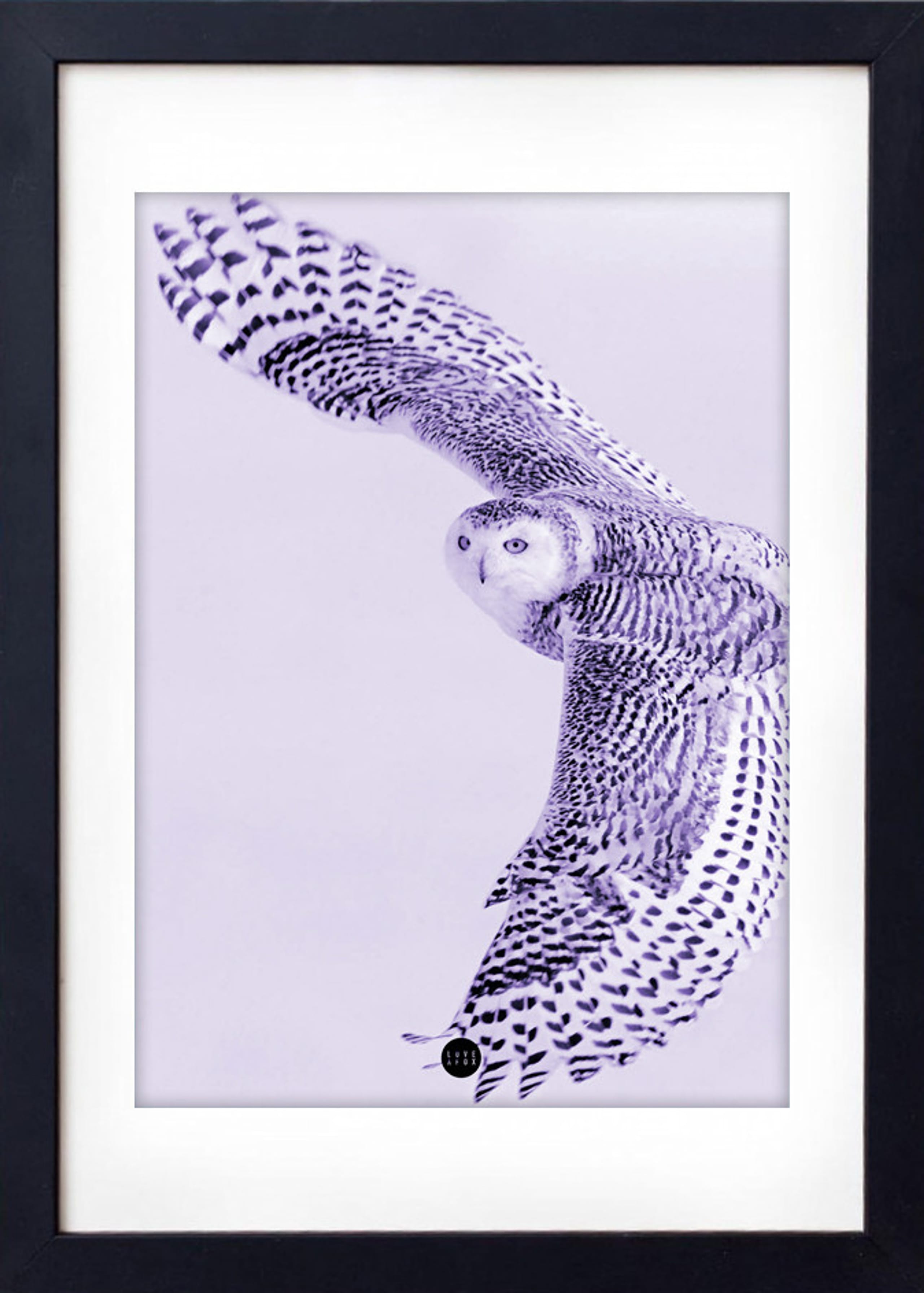 LOVE A FOX - Poster - Purple Owl Limted Edition - Purple