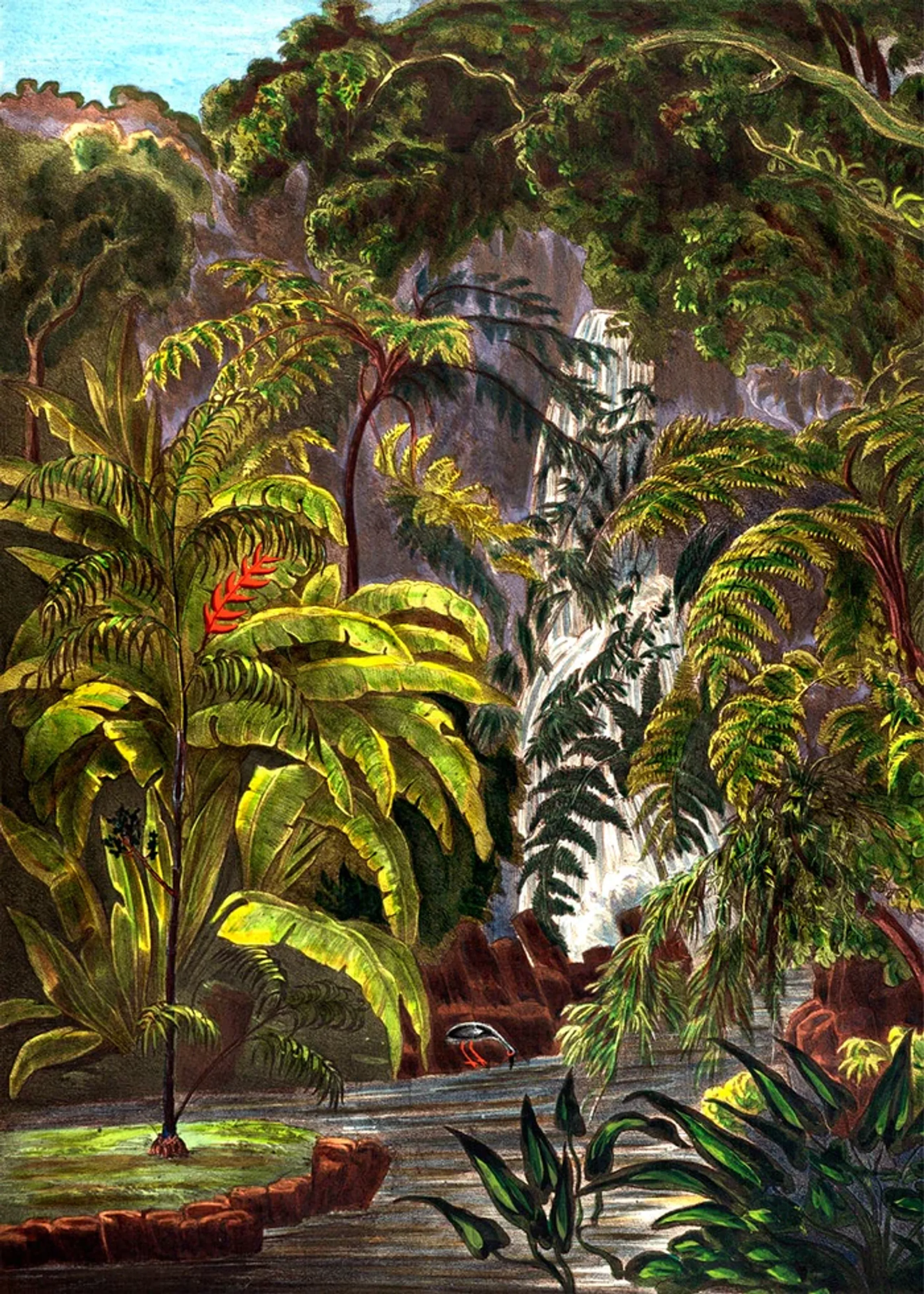 Affiche jungle 50x70 cm - the dybdahl