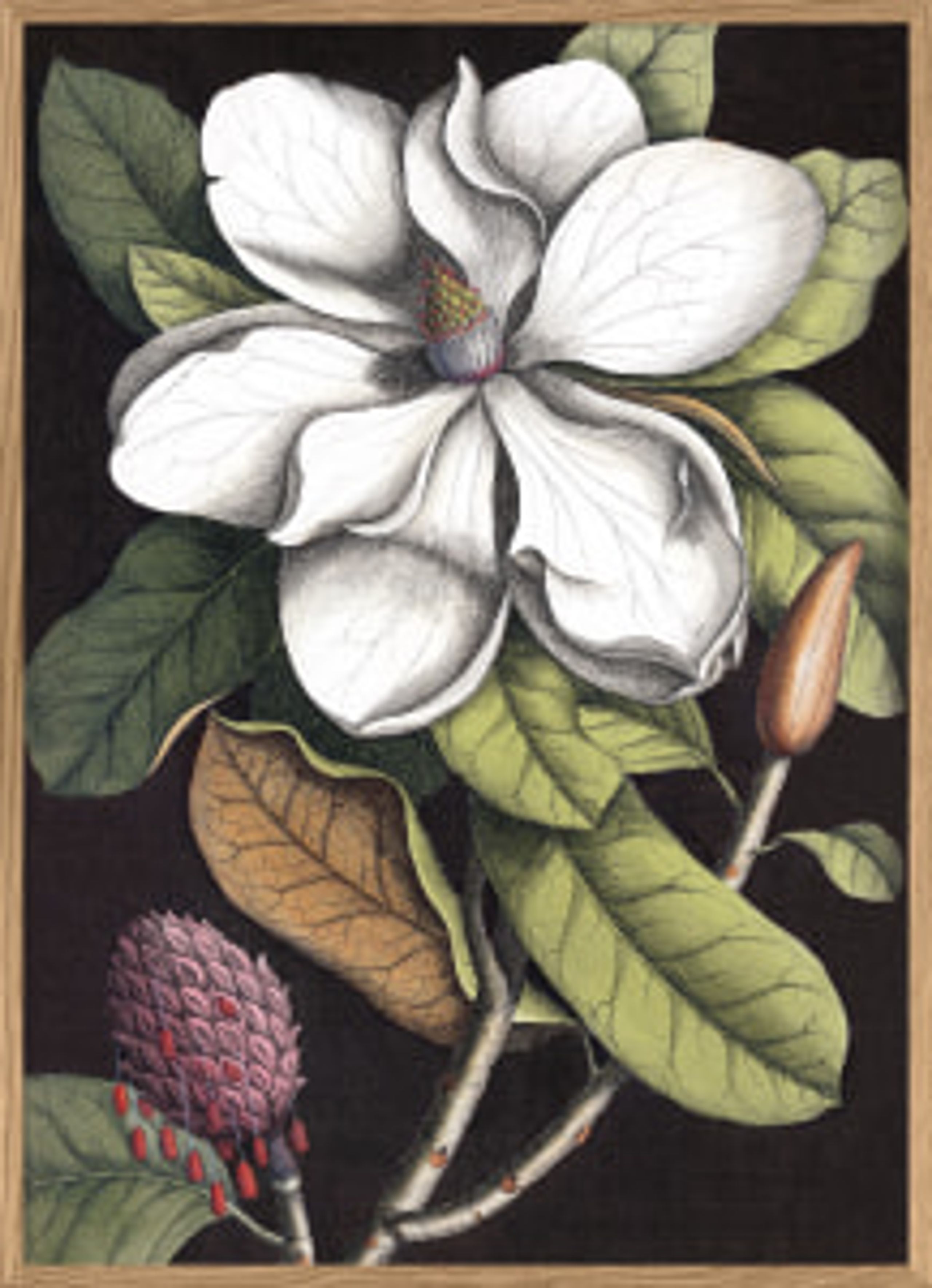 The Dybdahl Co - Cartaz - Black Magnolia #3403# - Black Magnolia