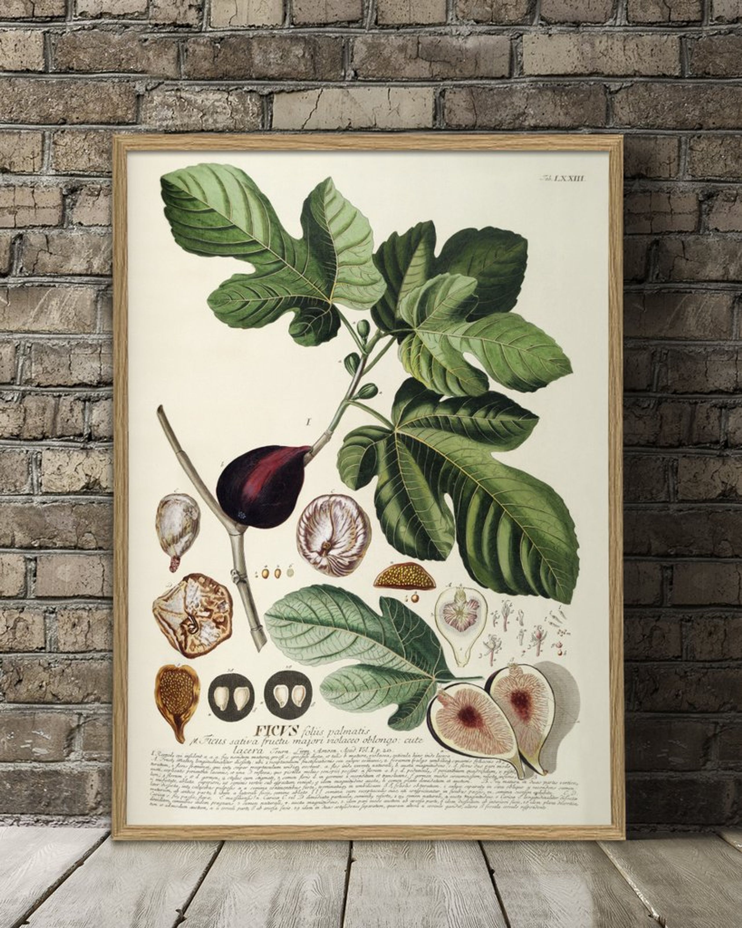 The Dybdahl Co - Poster - Ficus #3714 - Ficus