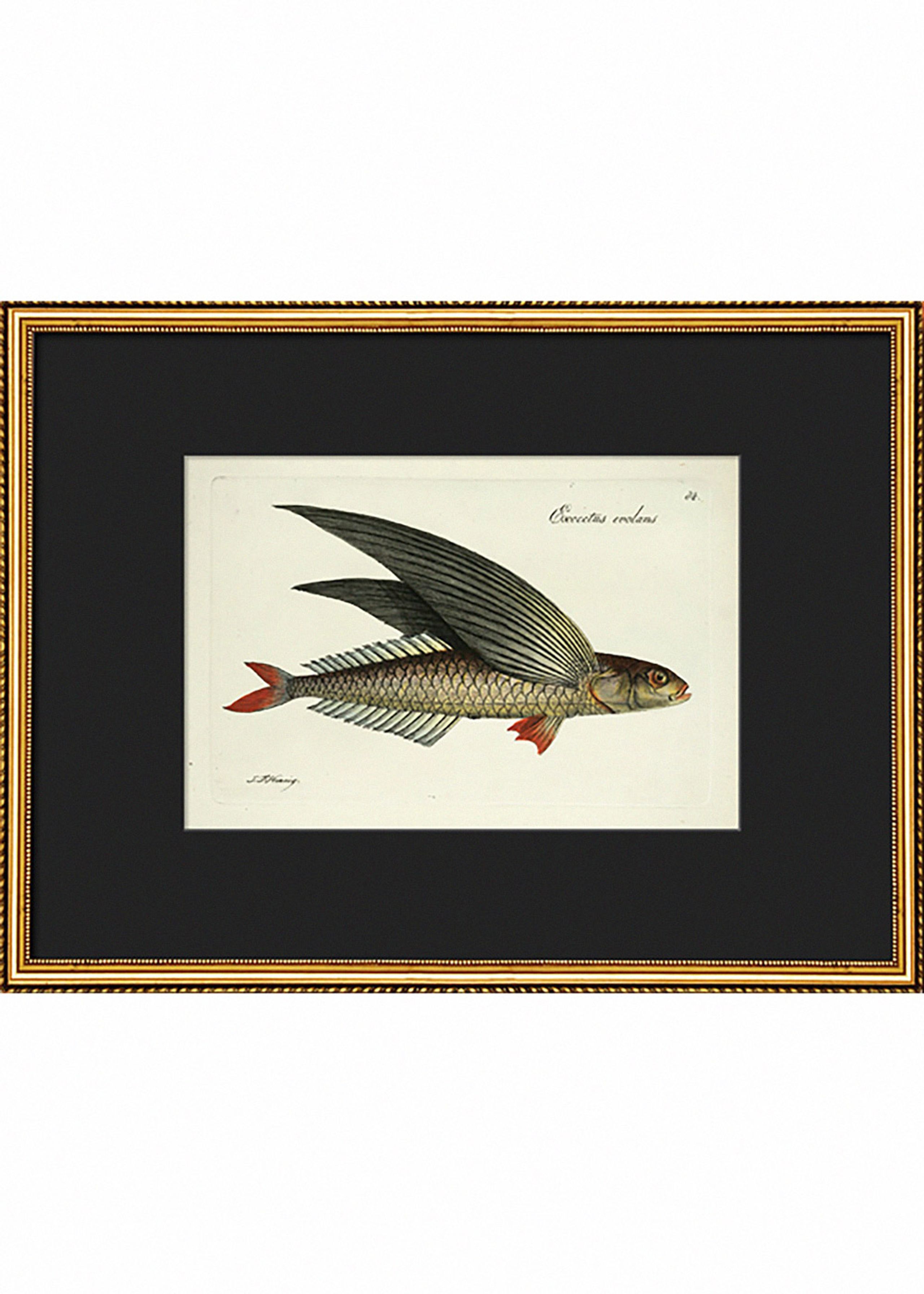 The Dybdahl Co - Cartaz - Museum Dybdahlum Flying Fish #D006 - Flying Fish