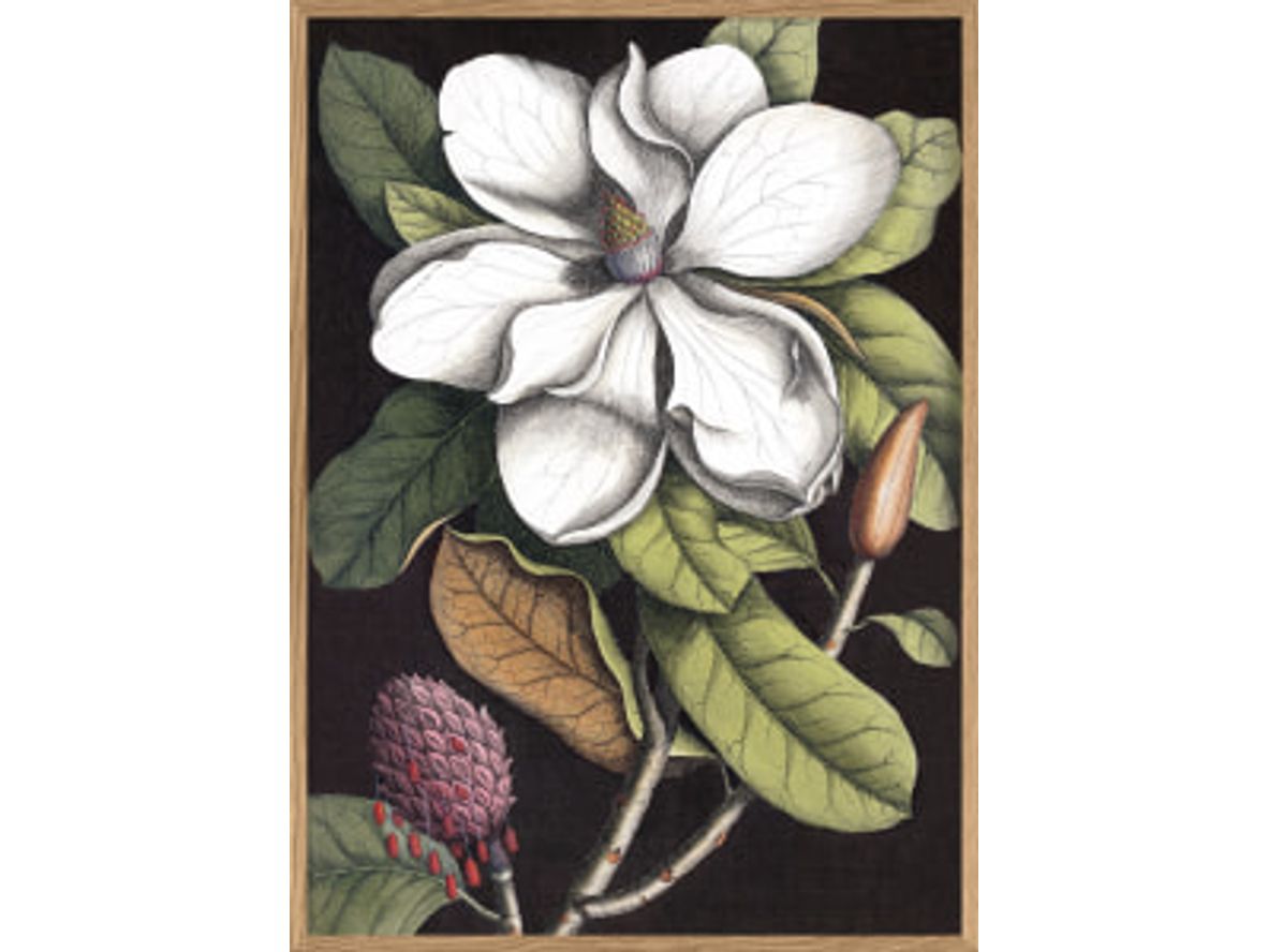 The Dybdahl Co - Black Magnolia #3403# - Affisch - Black Magnolia - 70x100 cm