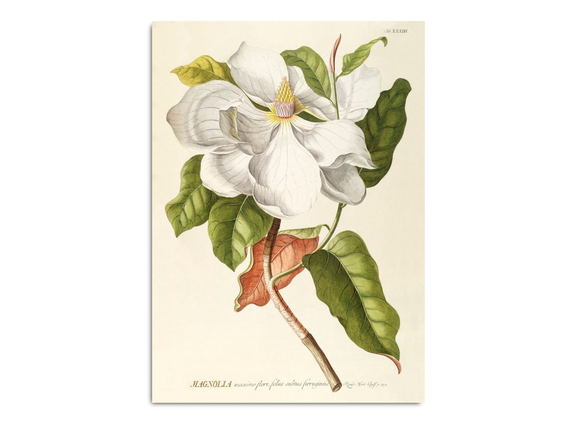 The Dybdahl Co - Magnolia #3713 - Affisch - Magnolia - 70x100 cm