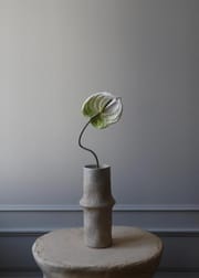 Anthurium white