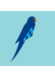 Parakeet (blueish)