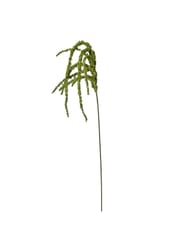 Amaranthus - Green
