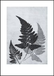 fern bluegrey print (Vendu)