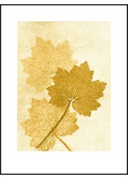 alumroot amber print (Sold Out)