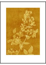 clematis curry print (Myyty loppuun)