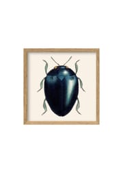 Black Beetle