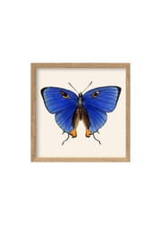 Dark Blue Butterfly