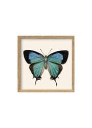 Light Blue Butterfly / Oak