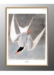 Great tern