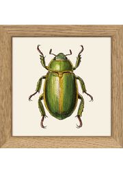 Insects. Print #MS012 (Vendu)