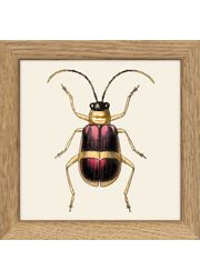 Insects. Print #MS015 (Vendu)