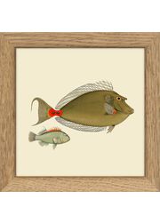 Fishes. Print #MS024 (Uitverkocht)