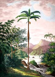 Jungle Scenery with slim Palm Tree