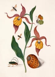 ORANGE LILLIES, INSECTS & A SHELL