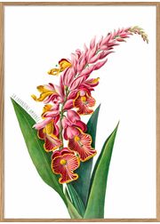Pink Alpinia Flower (Sold Out)