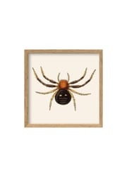 Spider / Oak (Ausverkauft)