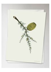 Cedar Cone - postcard