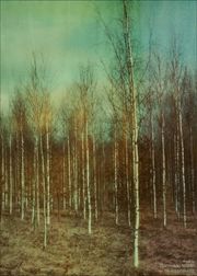 Birches (Sold Out)