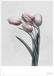 Tulipa Gesneriana (Udsolgt)