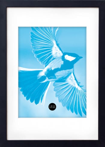  - Poster - Blue Sparrow - Blue