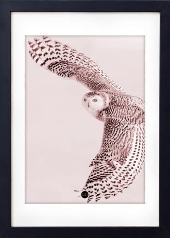  - Poster - Powder Owl Limited Edition - Pudder