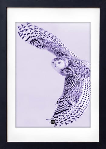 LOVE A FOX - Poster - Purple Owl Limted Edition - Purple