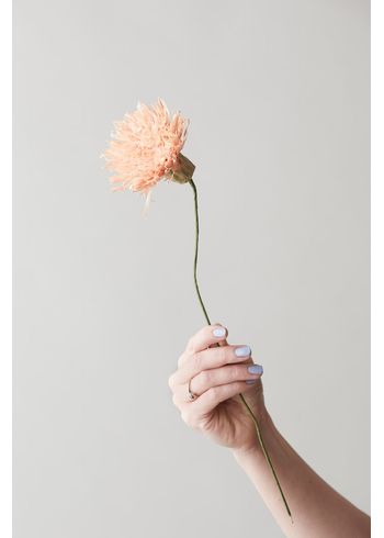 Studio About - Papirblomster - Paper Flower, Chrysanthemum - Nude