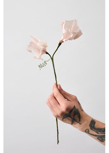 Studio About - Papírové květiny - Paper Flower, Morning Glory - Rose