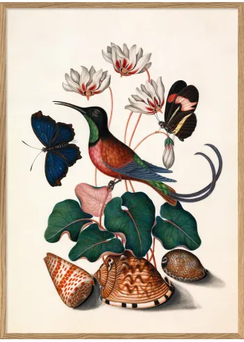 The Dybdahl Co - Plakat - HUMMINGBIRD, BUTTERFLIES & FLOWERS #7003 - Hummingbird, Butterflies & Flowers #7003