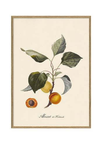 The Dybdahl Co - Plakat - Abricot #3607 - Abricot