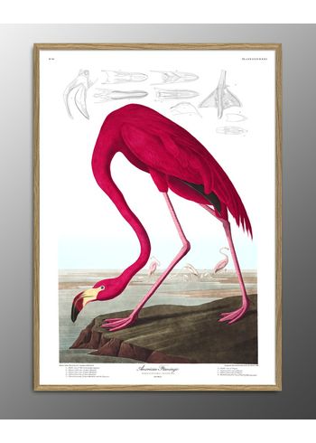The Dybdahl Co - Cartaz - American Flamingo. #6500 Print - Flamingo