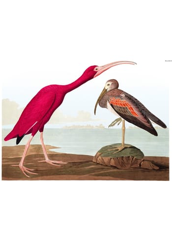 The Dybdahl Co - Poster - Birds of America - Scarlet Ibis