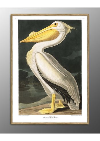 The Dybdahl Co - Poster - American White Pelican. #6504 Print - White Pelican