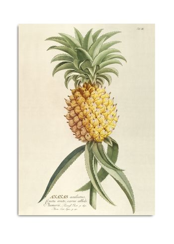 The Dybdahl Co - Póster - Ananas. Plant Poster #3700 - Ananas