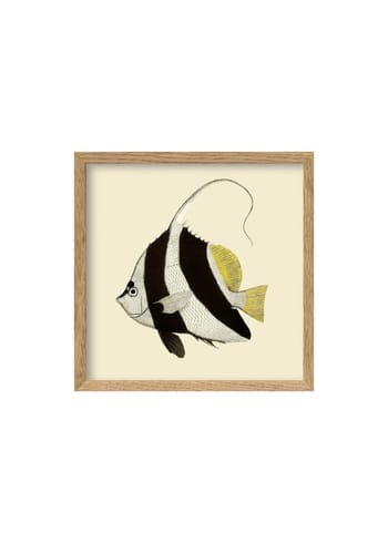 The Dybdahl Co - Cartaz - Black And White Fish Poster - Black And White Fish