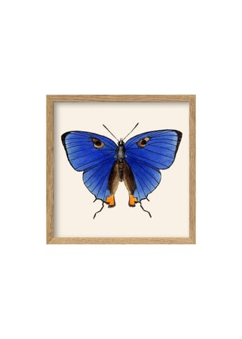 The Dybdahl Co - Cartaz - Blue Butterfly Poster - Dark Blue Butterfly