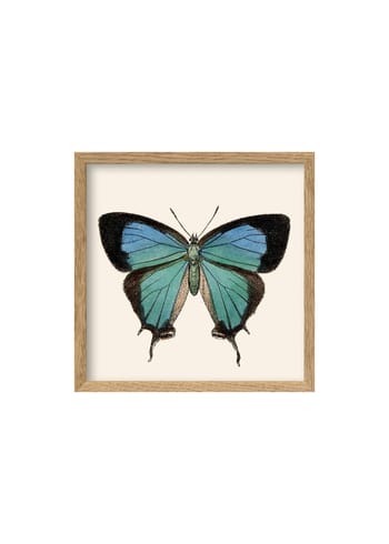 The Dybdahl Co - Cartaz - Blue Butterfly Poster - Light Blue Butterfly / Oak