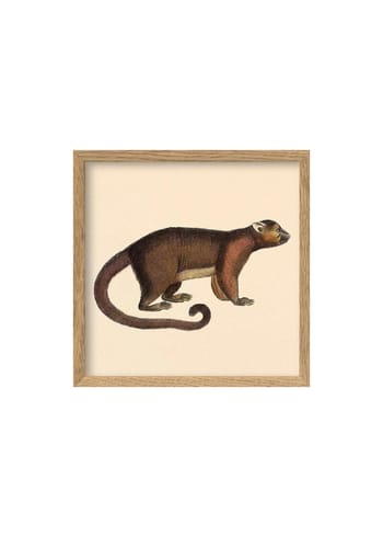 The Dybdahl Co - Cartaz - Brown Bear Poster - Brown Bear / Oak