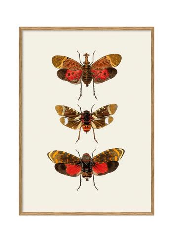 The Dybdahl Co - Plakat - Insectum #5400 - Insectum #5400
