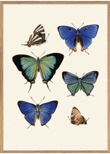 The Dybdahl Co - Poster - Butterflies 5414# - Butterflies 5414#