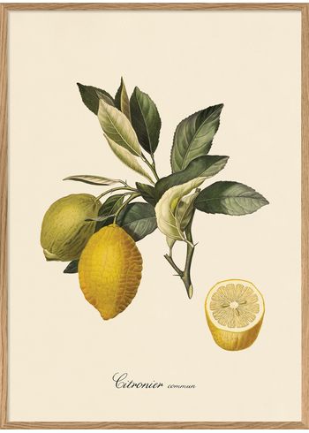 The Dybdahl Co - Poster - Citronier #3608 - Citronier