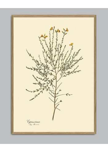 The Dybdahl Co - Poster - Cytisus Tener #3103 - Cytisus