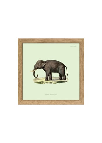 The Dybdahl Co - Cartaz - Elephant Poster - Elephant / Mint