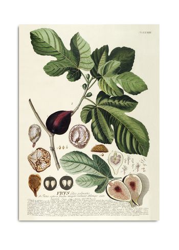 The Dybdahl Co - Poster - Ficus #3714 - Ficus