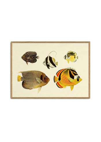 The Dybdahl Co - Plakat - The Fishes #3912H - The Fishes #3912H
