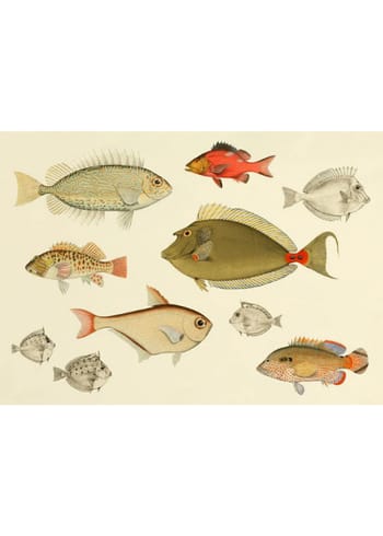 The Dybdahl Co - Plakat - Fishes #3902H - Fishes